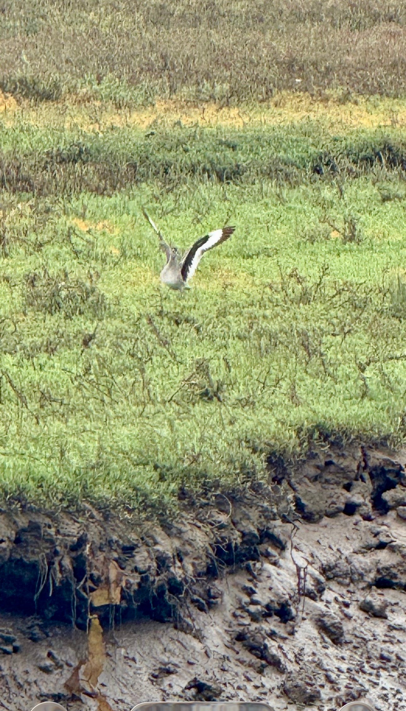 Willet photographed by Mark Curtis