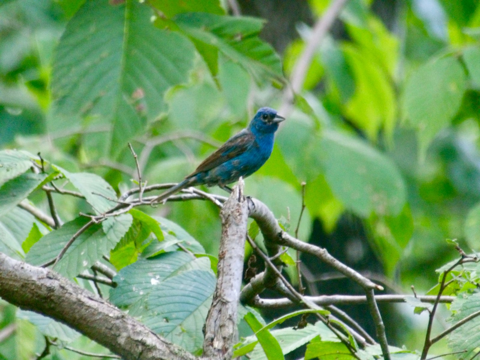 Indigo Bunting photographed by Mark Curtis