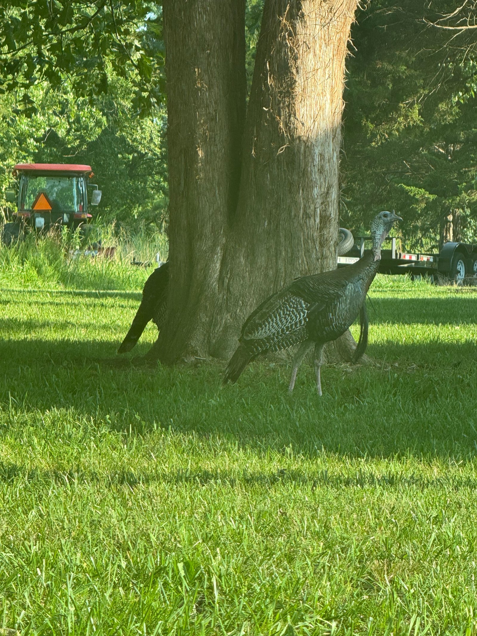 Wild Turkey photographed by Mark Curtis