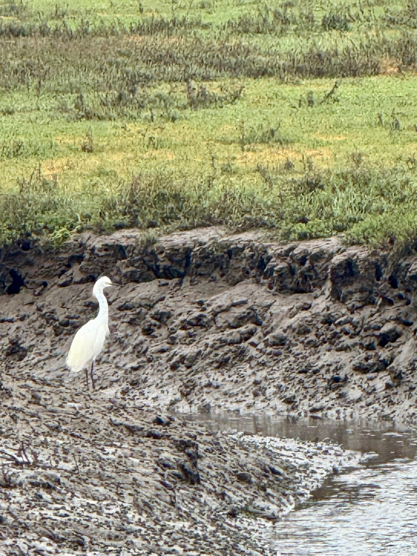 Snowy Egret photographed by Mark Curtis