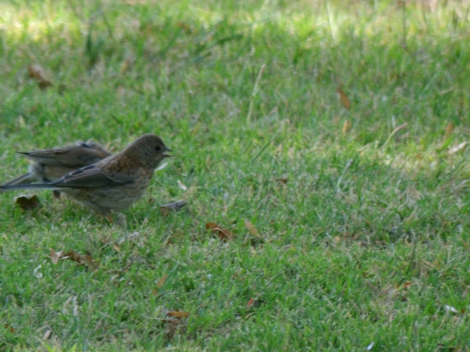 Dark-eyed Junco photographed by Mark Curtis