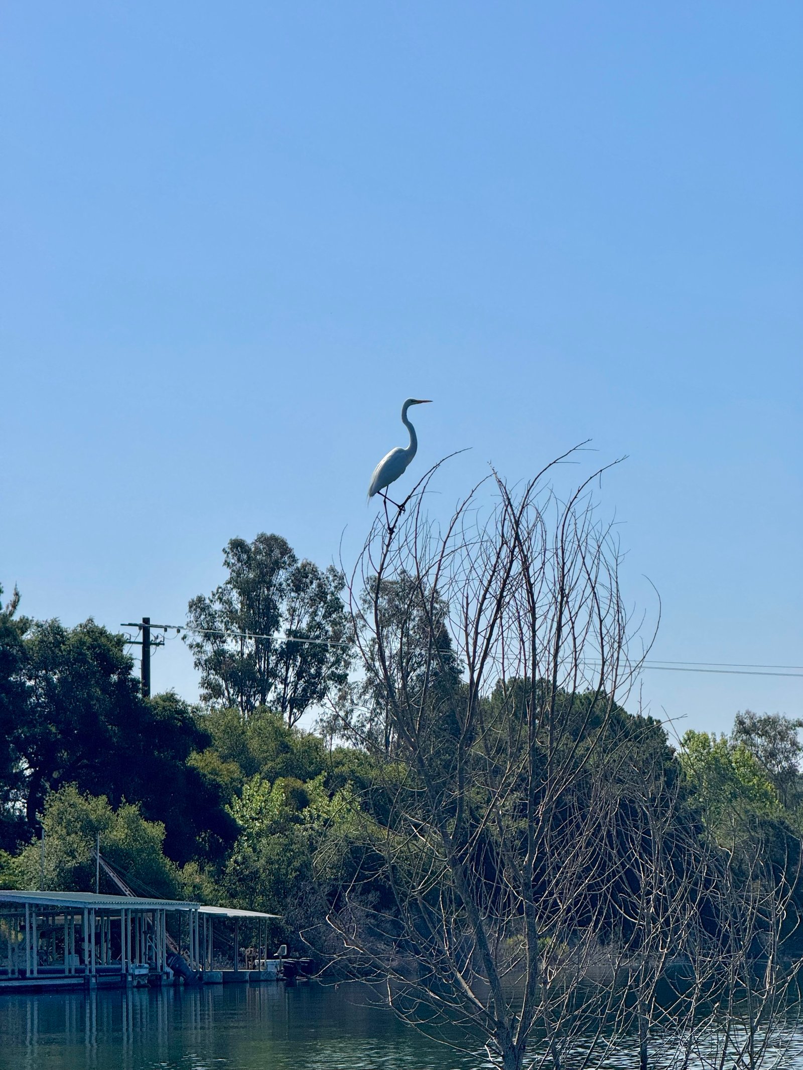 Great Egret photographed by Mark Curtis
