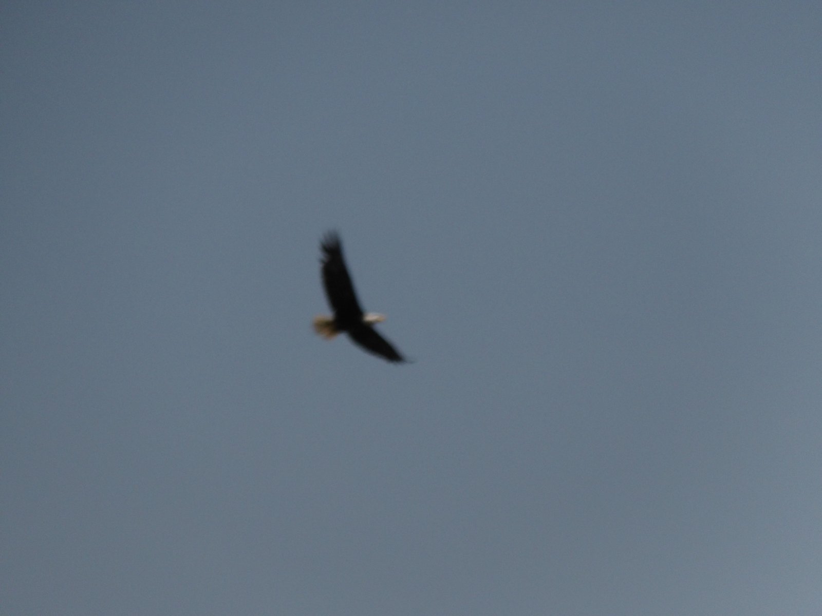 Bald Eagle photographed by Mark Curtis