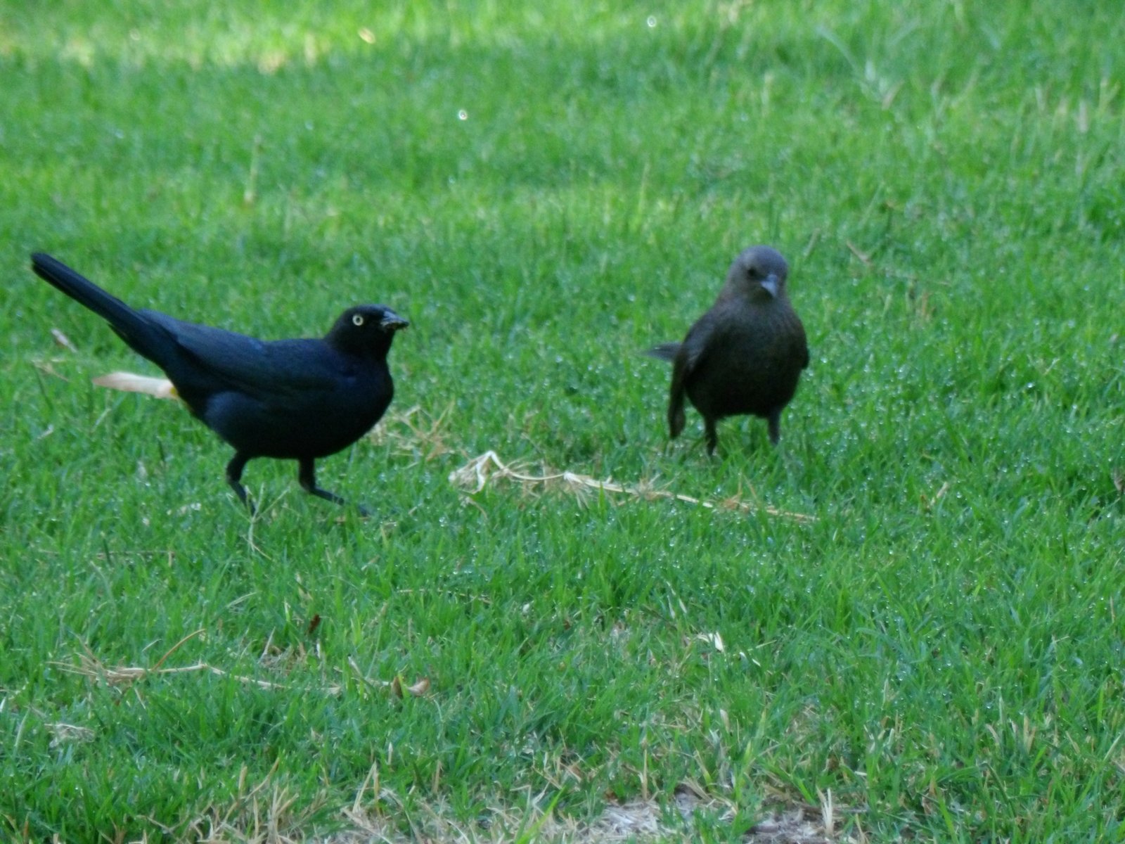 Brewer's Blackbird photographed by Mark Curtis