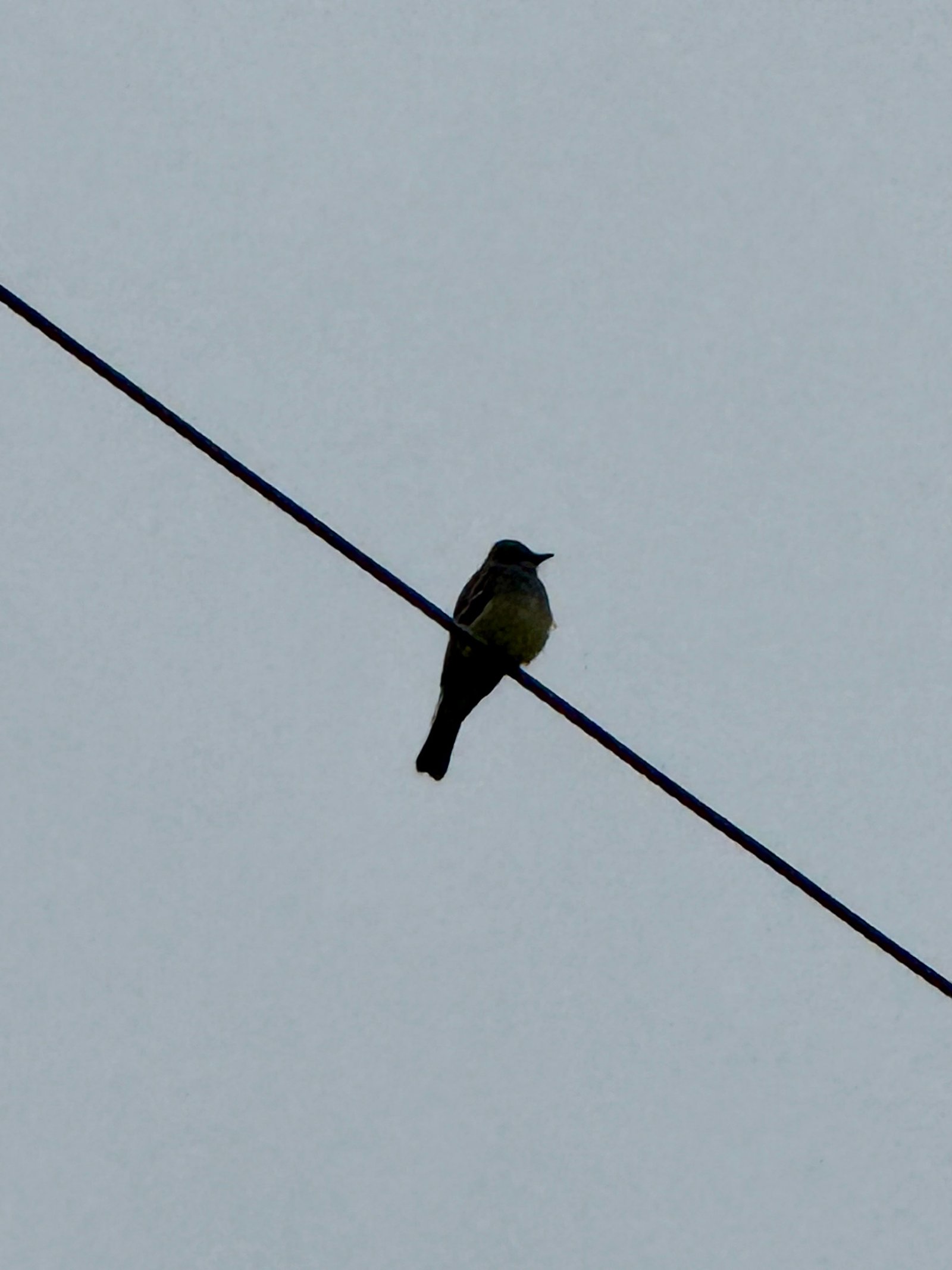 Cassin's Kingbird photographed by Mark Curtis