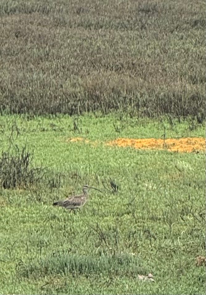 Hudsonian Whimbrel photographed by Mark Curtis