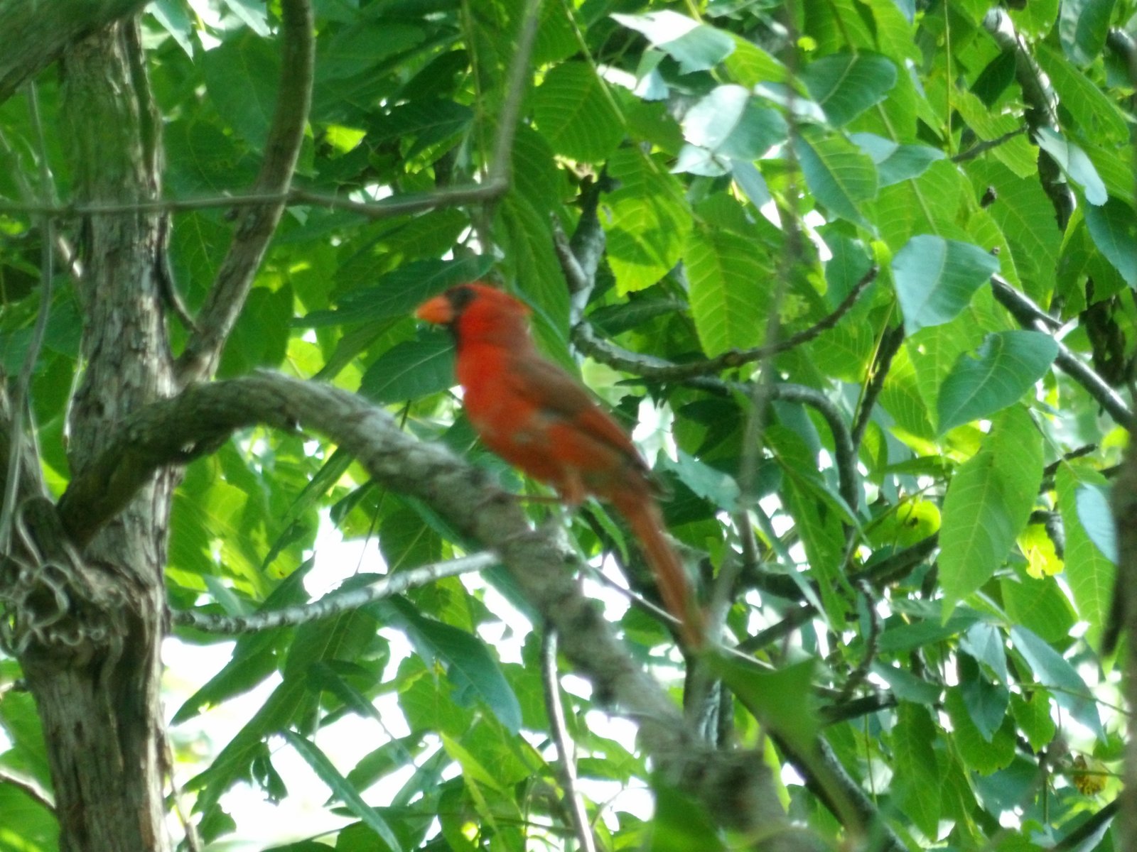 Northern Cardinal photographed by Mark Curtis