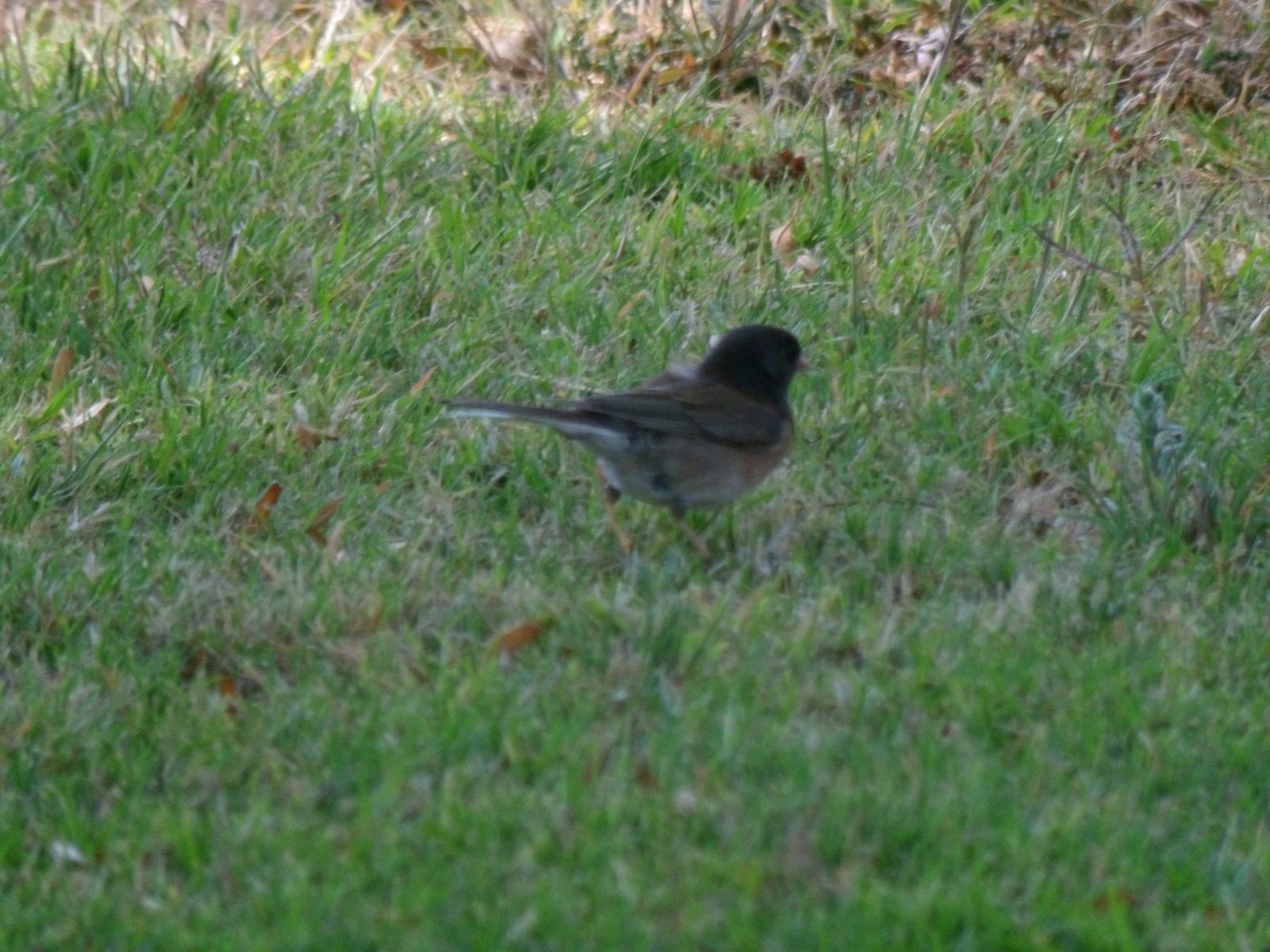 Dark-eyed Junco photographed by Mark Curtis