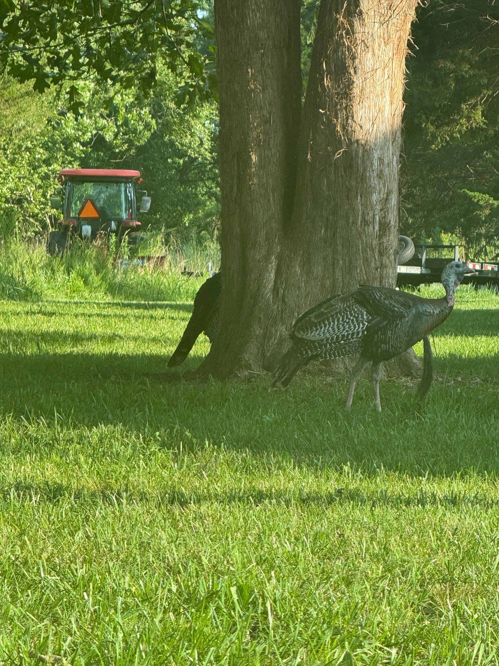 Wild Turkey photographed by Mark Curtis