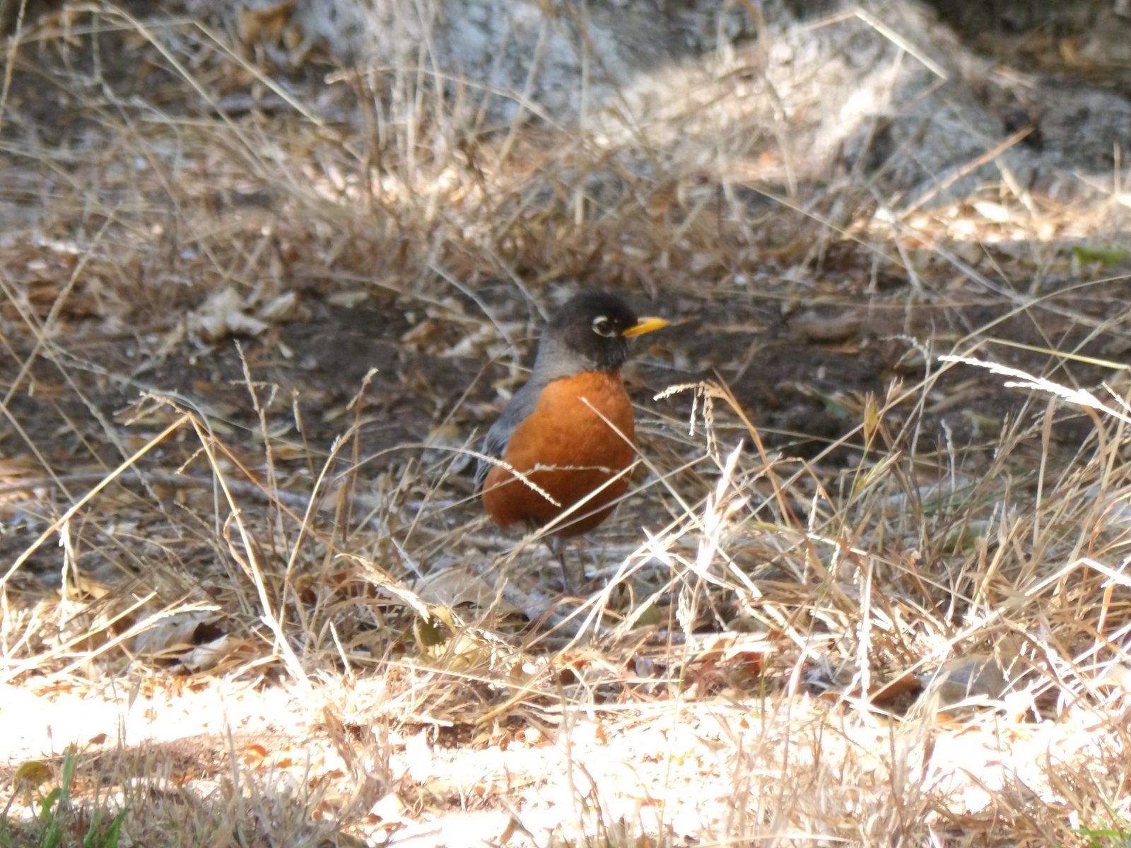 American Robin photographed by Mark Curtis
