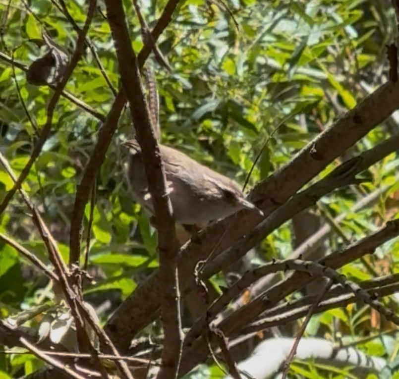 Bewick's Wren photographed by Mark Curtis