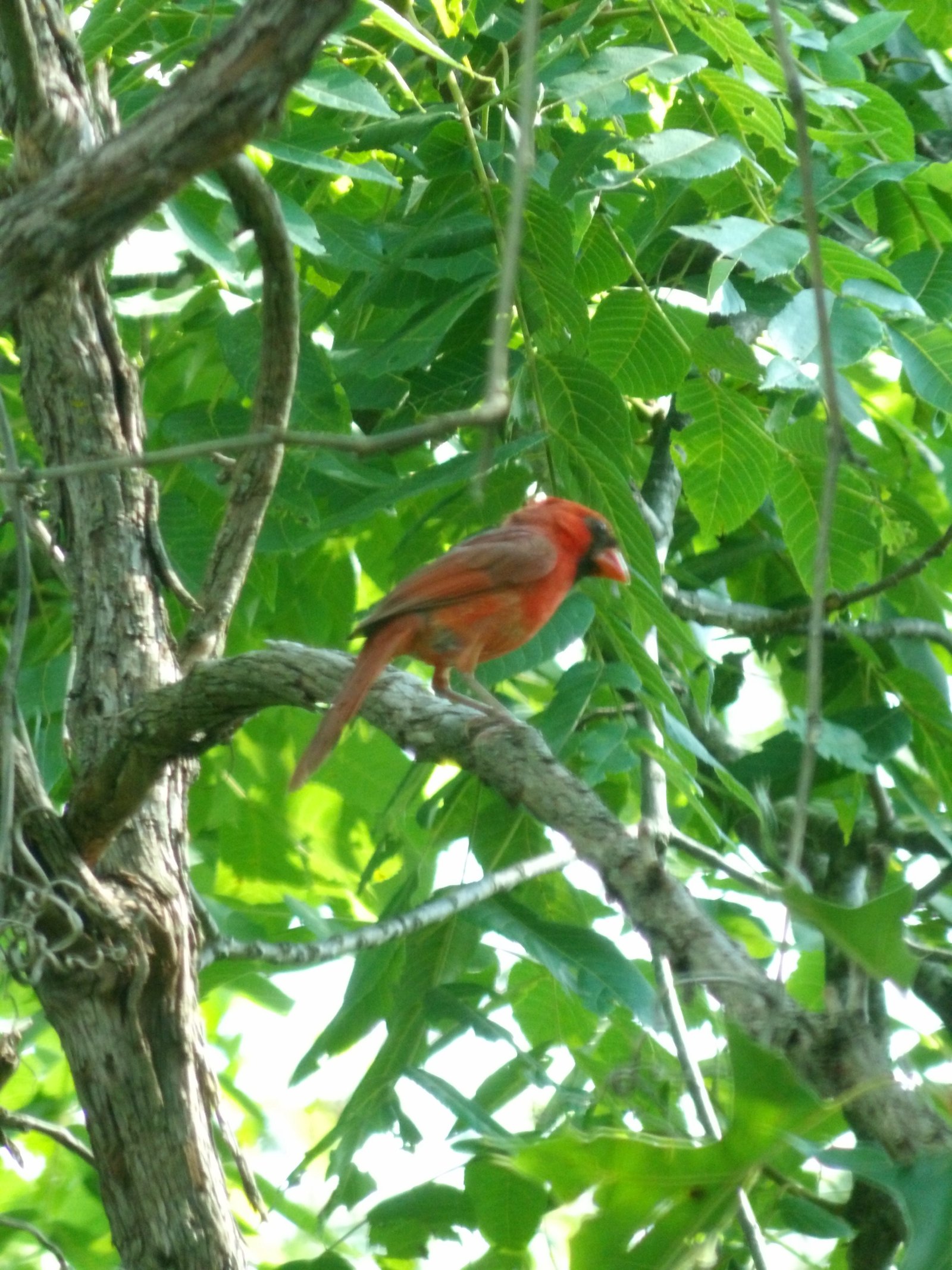 Northern Cardinal photographed by Mark Curtis