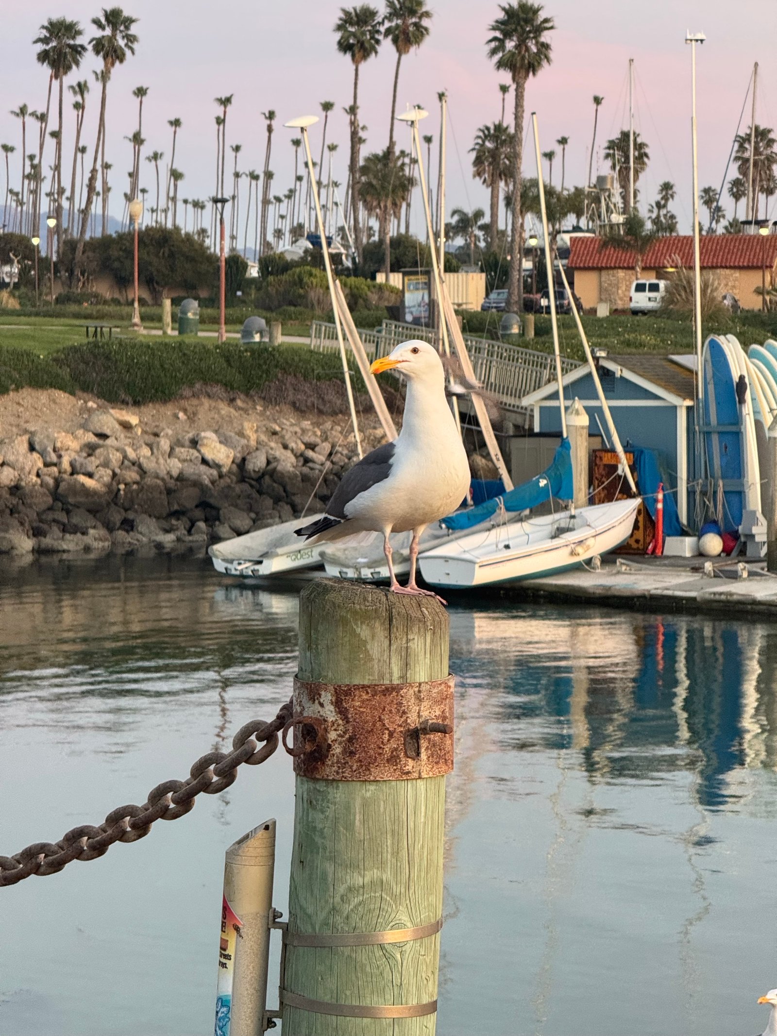 Western Gull photographed by Mark Curtis