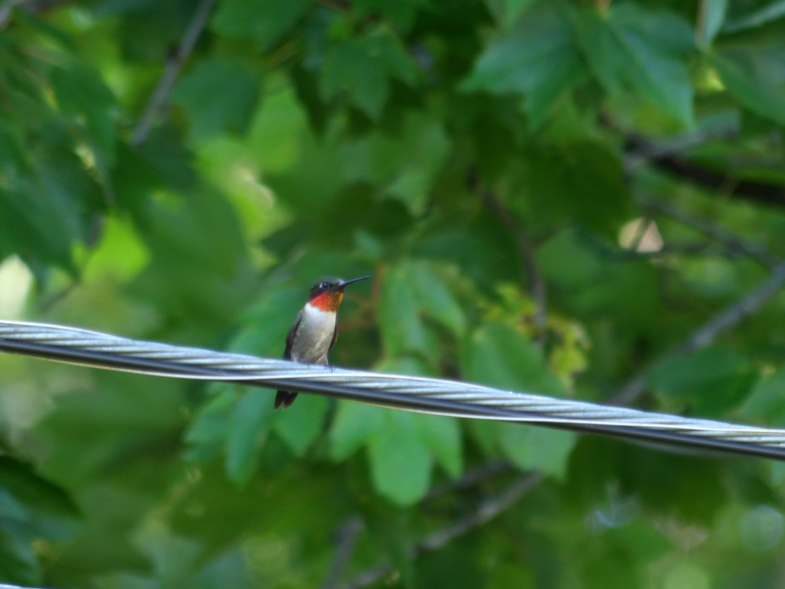 Ruby-throated Hummingbird photographed by Mark Curtis