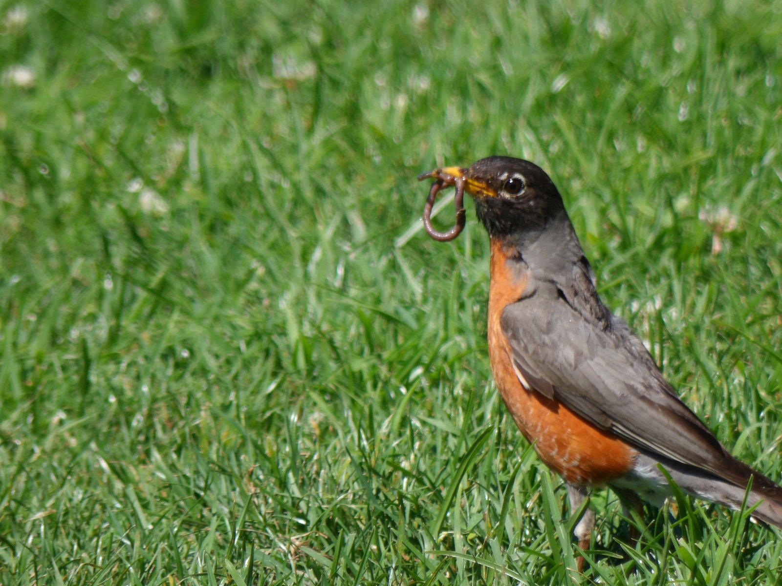 American Robin photographed by Mark Curtis