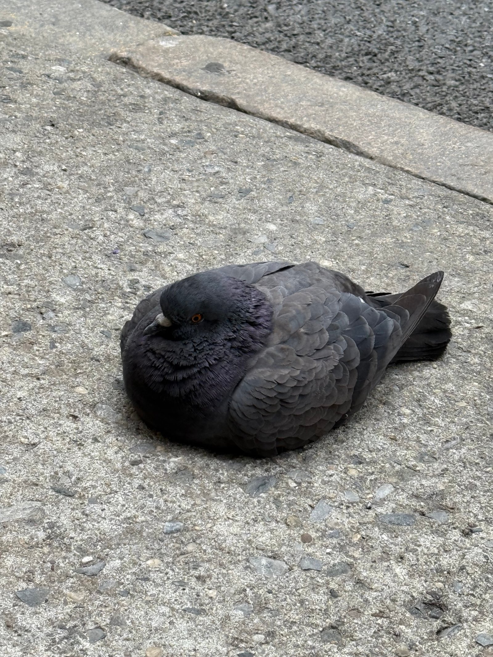 Rock Dove photographed by Ethan