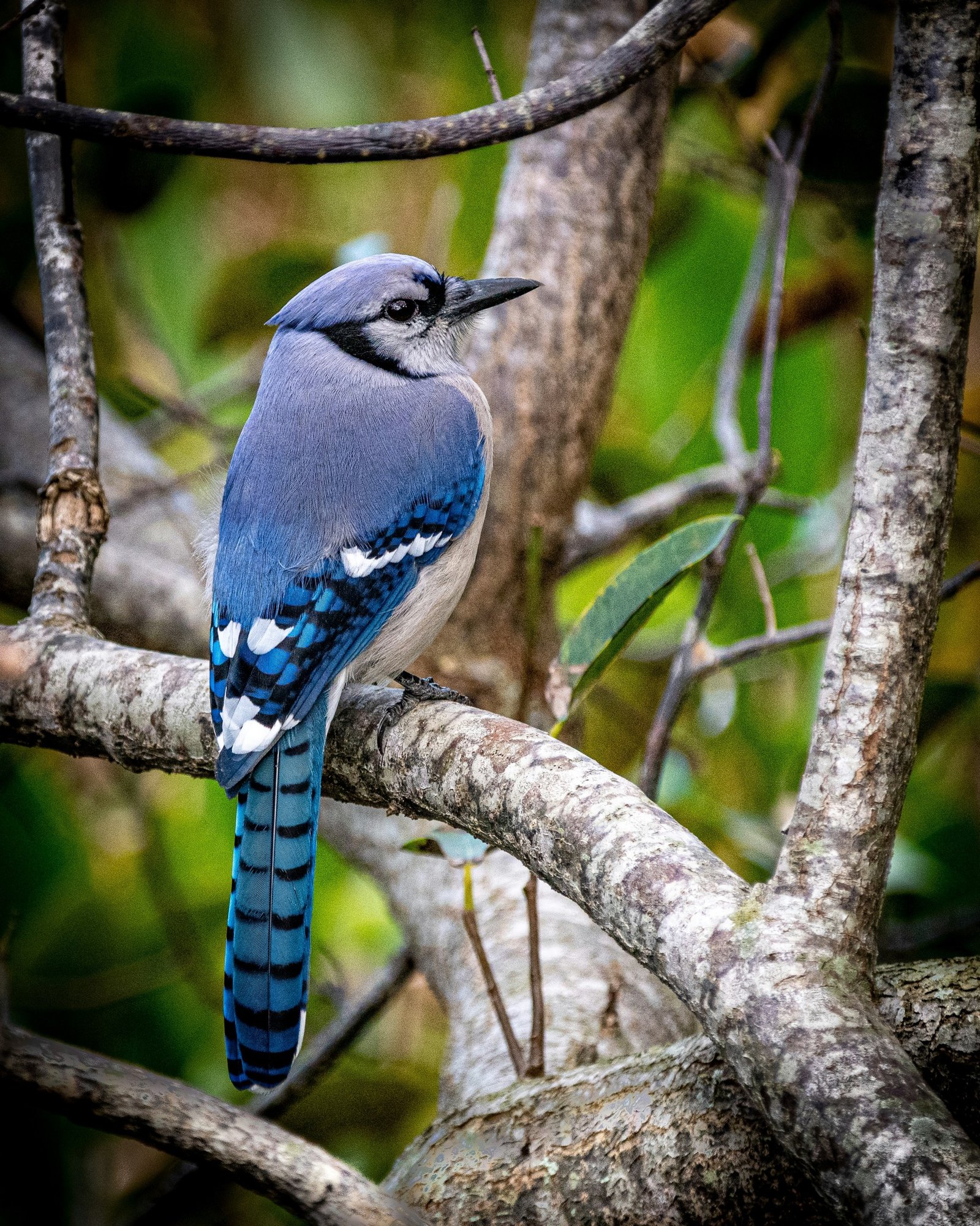 Blue Jay photographed by Apple