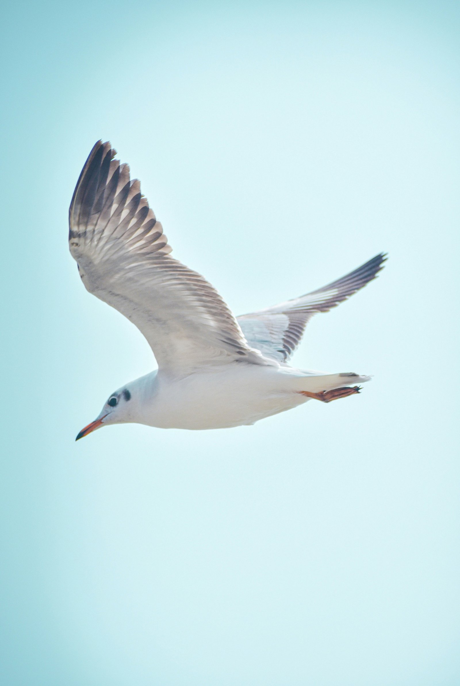 Black-headed Gull photographed by Apple