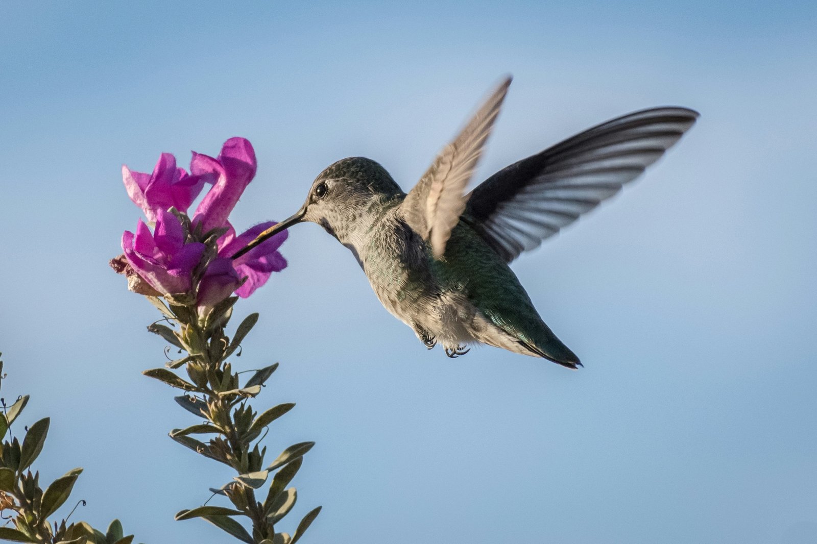 Anna's Hummingbird photographed by Apple