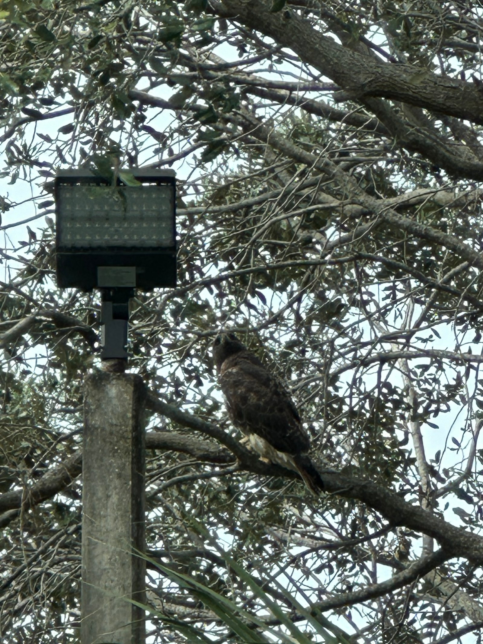 Red-tailed Hawk photographed by Sean