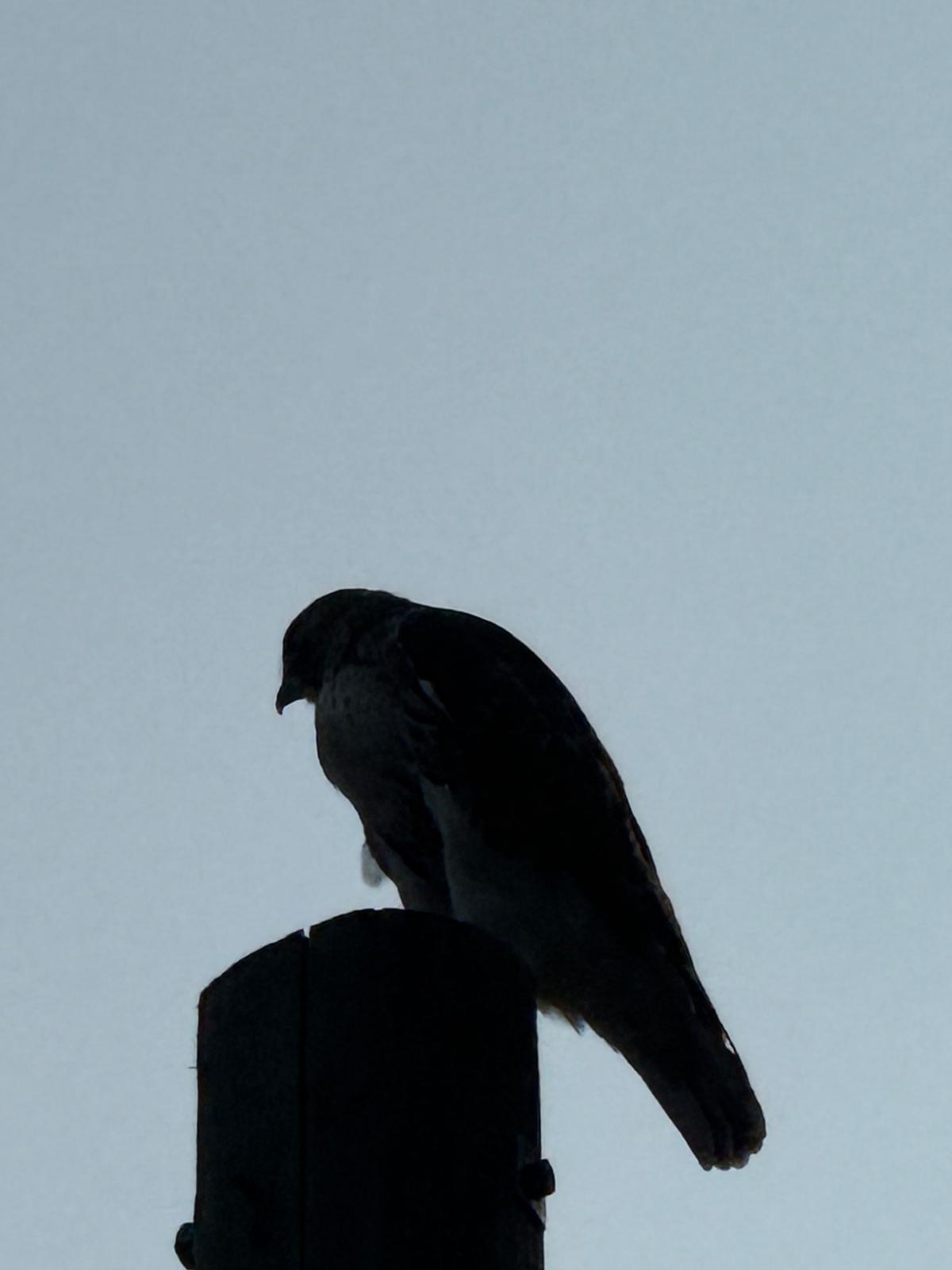 Peregrine Falcon photographed by Sean