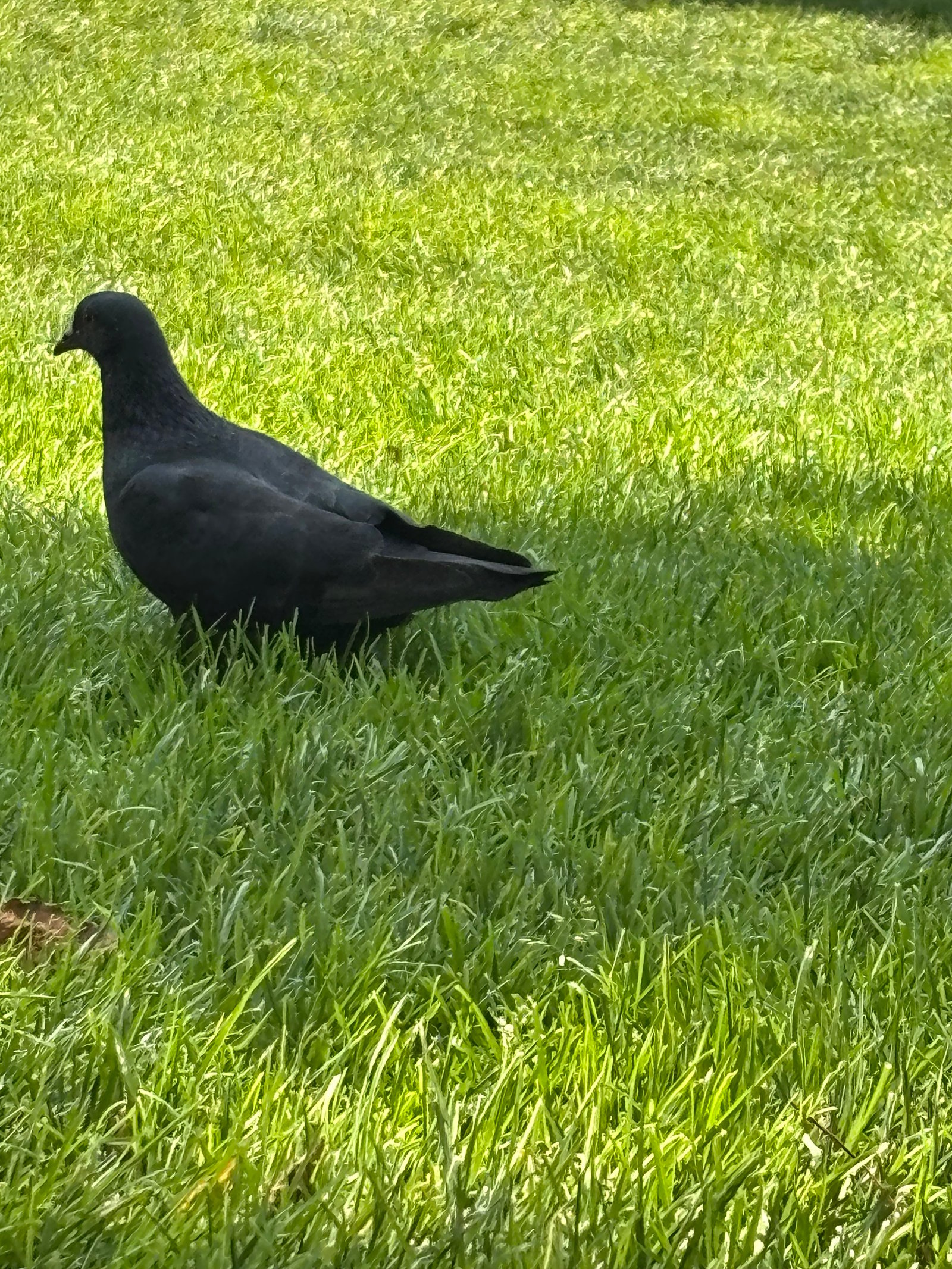 Rock Dove photographed by Liam Nizri