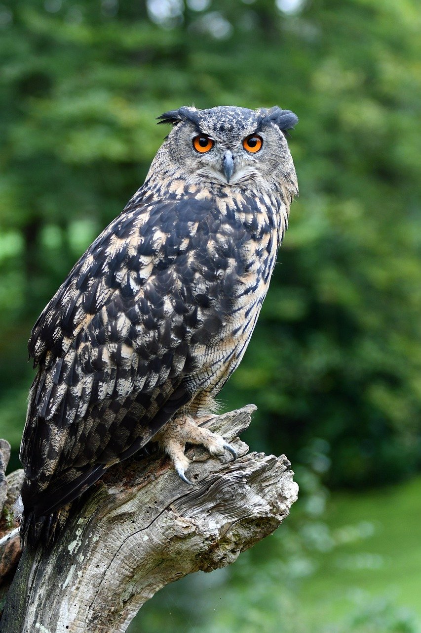 Long-eared Owl photographed by Liam Nizri