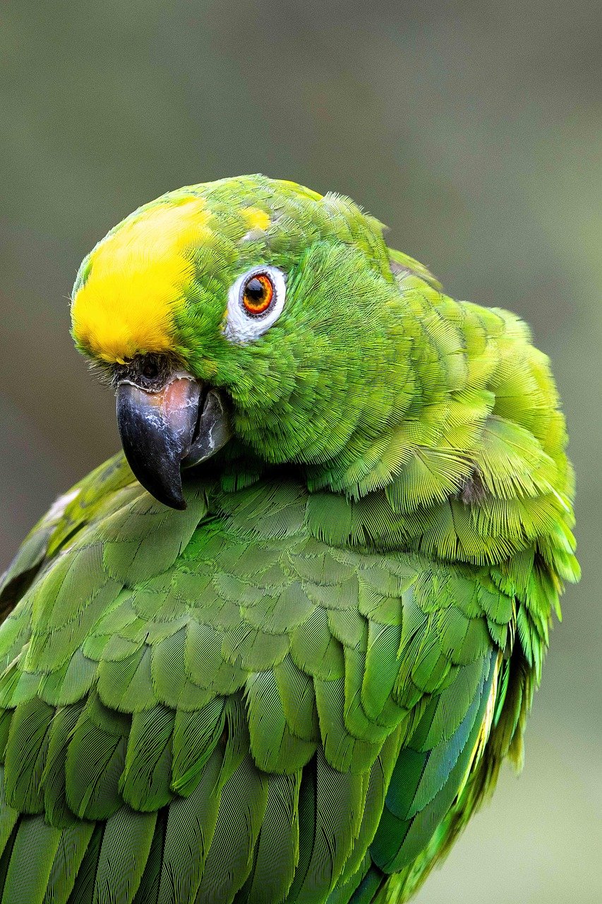 Yellow-crowned Amazon photographed by Liam Nizri