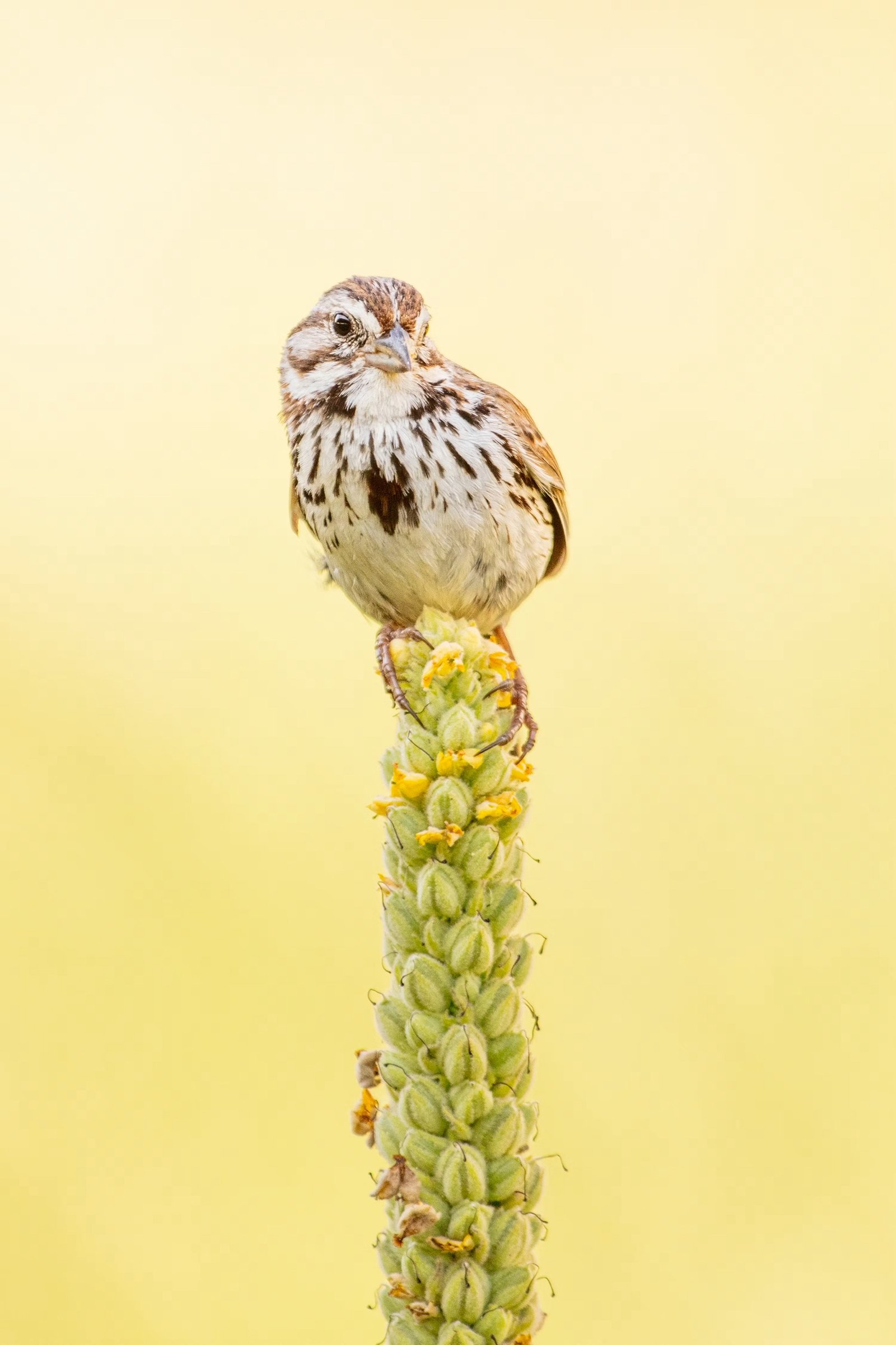 Song Sparrow photographed by Liam Nizri