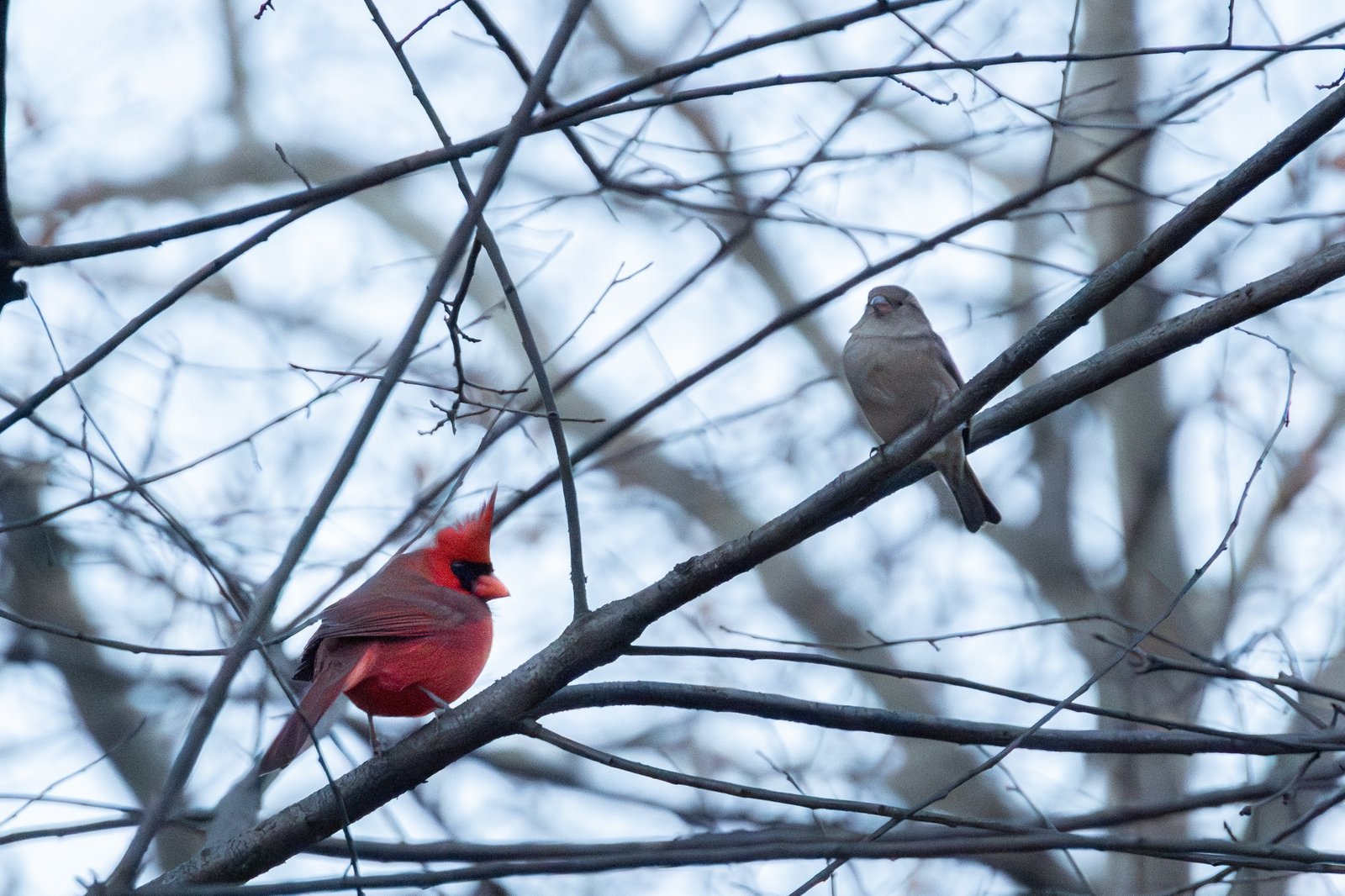 Northern Cardinal photographed by Eva