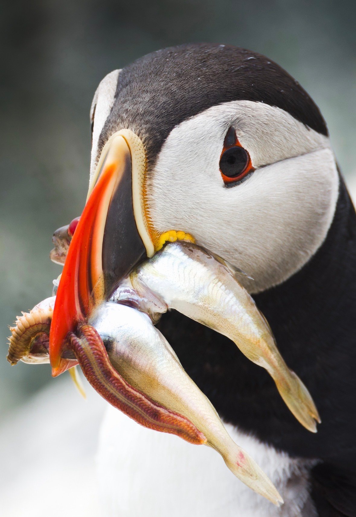 Atlantic Puffin photographed by Nikki K