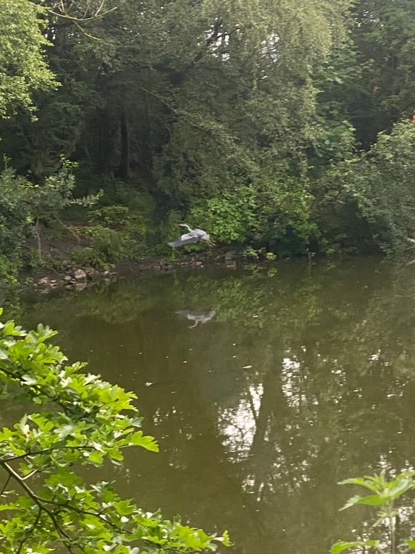 Grey Heron photographed by Jess