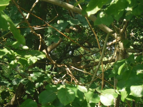 European Robin photographed by Jess