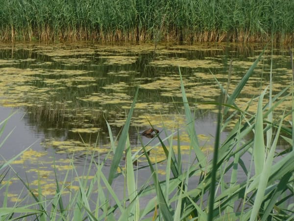 Tufted Duck photographed by Jess