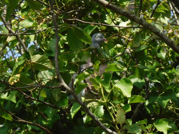 Common Wood Pigeon photographed by Jess