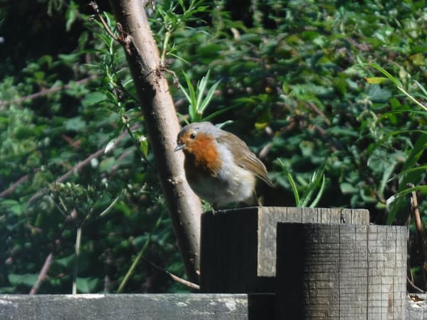 European Robin photographed by Jess
