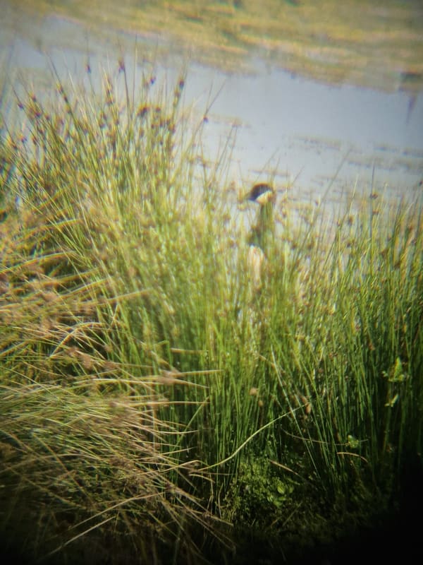 Canada Goose photographed by Jess