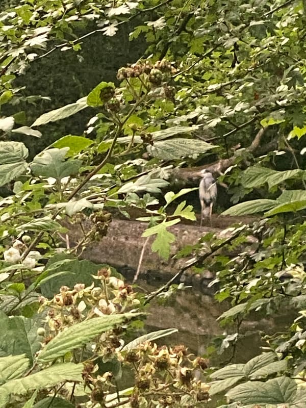 Grey Heron photographed by Jess