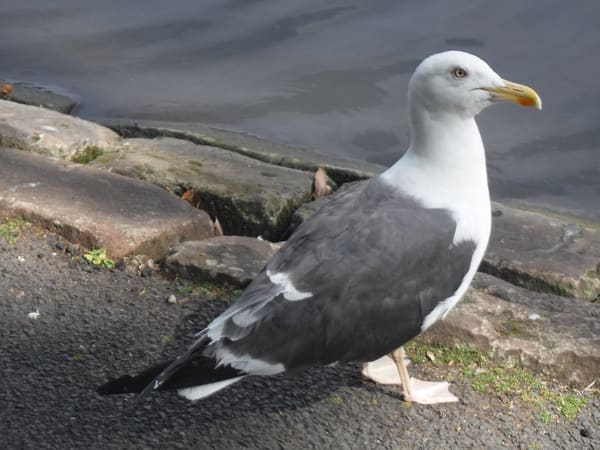 European Herring Gull photographed by Jess