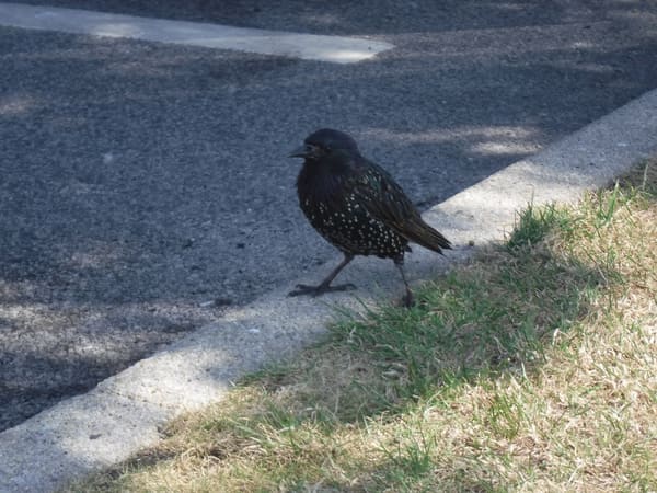 Common Starling photographed by Jess