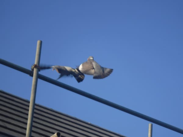 Common Wood Pigeon photographed by Jess