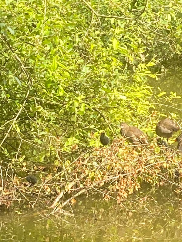 Common Moorhen photographed by Jess
