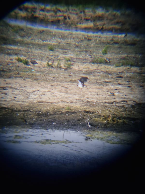Northern Lapwing photographed by Jess