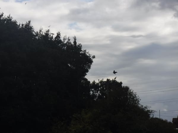 Common Buzzard photographed by Jess