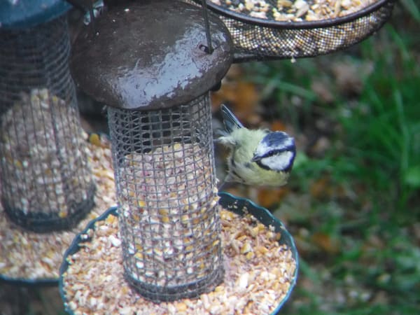 Eurasian Blue Tit photographed by Jess