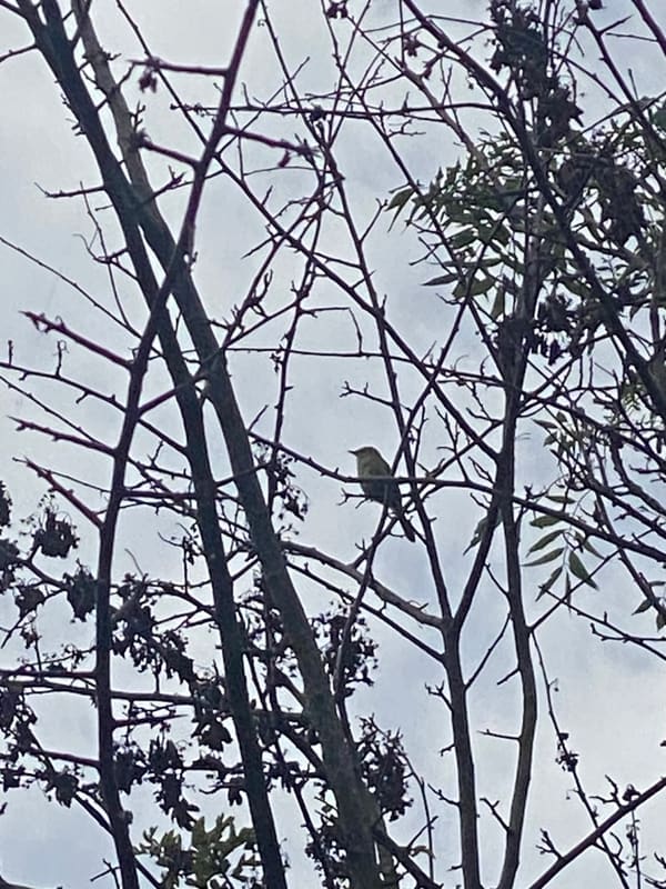 Common Chiffchaff photographed by Jess