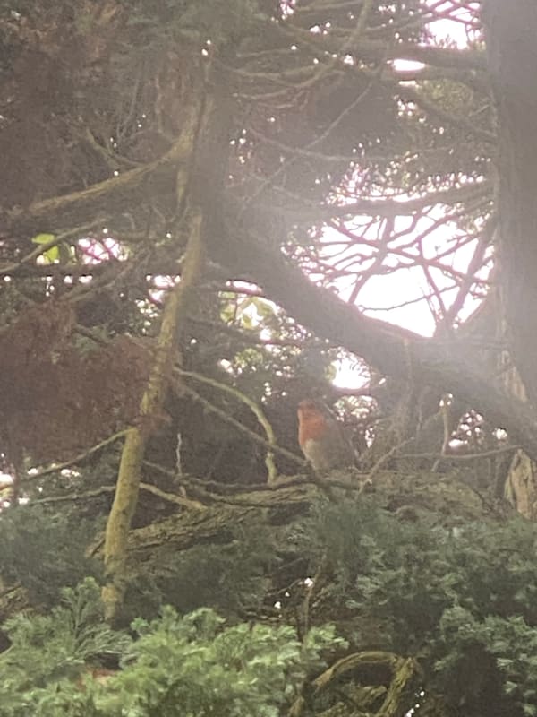 European Robin photographed by Jess