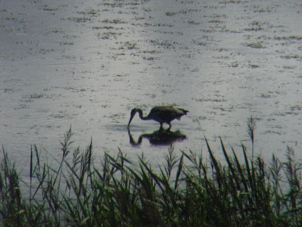Grey Heron photographed by Jess