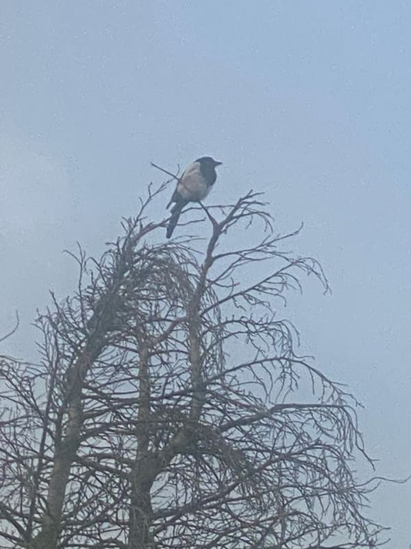 Eurasian Magpie photographed by Jess