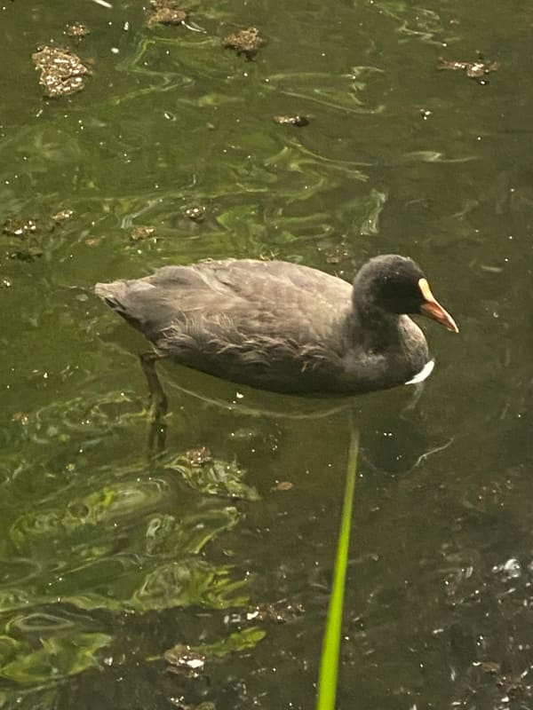 Eurasian Coot photographed by Jess